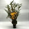 Дендробиум монилиформе Dendrobium moniliforme Kougetsu